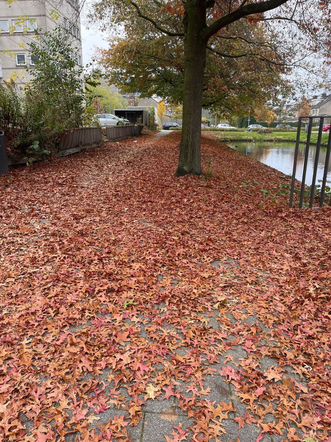 Blad/bloesem opruimen op straat