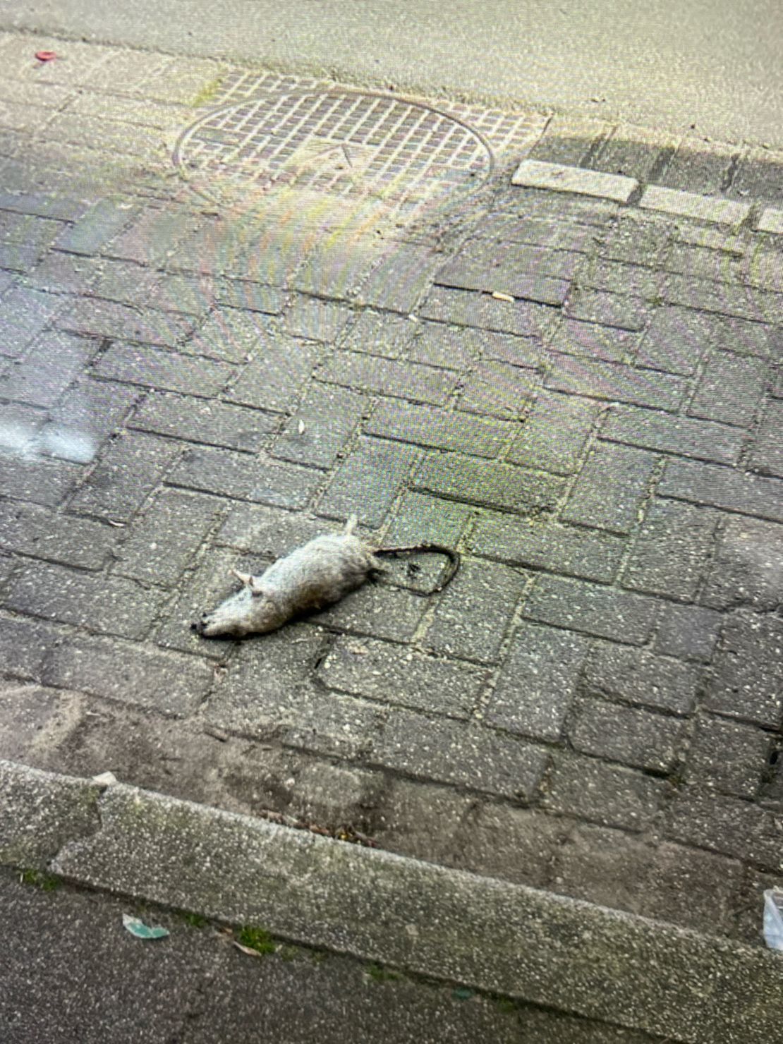 Dode ratten in de buitenruimte verwijderen