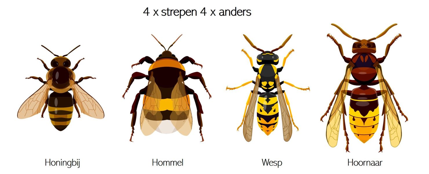 Hoornaars bestrijden in de buitenruimte